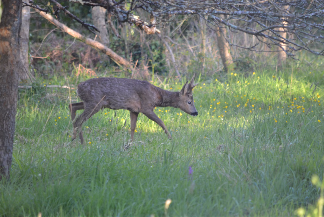 Maison-Moelan-Sur-Mer-REF46545654